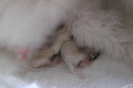 Dorly štěňátka 1.den